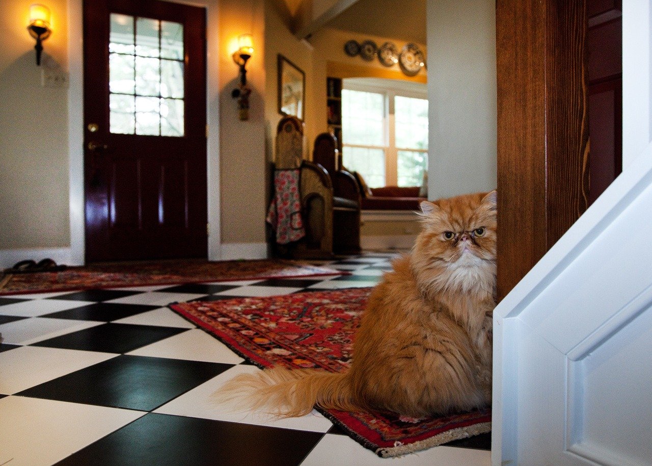 Interior entrance of home with long haired cat looking mean